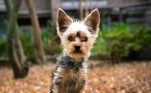 "I Called The Cops On My Neighbors Because They Don’t Walk Their Dog": Resident Angers Both Their Neighbors And The Internet