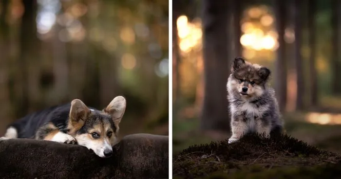 Dogs Showing Their Personality: 25 Cute Photos I Took (New Pics)