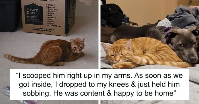 “Oh My God, That’s Him!": Family In Shock As Cat Lost During Move Shows Up At Their New House 2 Months Later