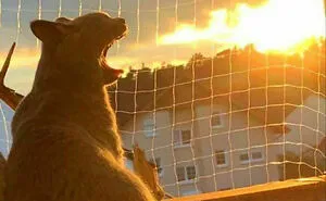 50 Times Felines Pulled a Funny Cat Face