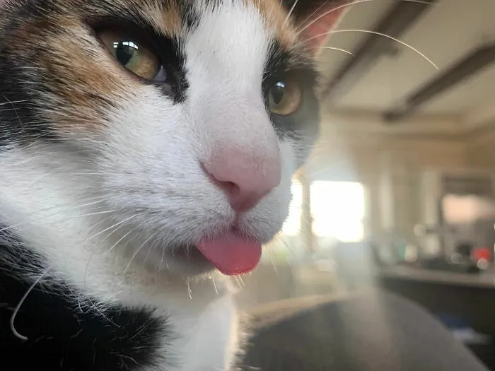Mixed colored cat with his tongue out 