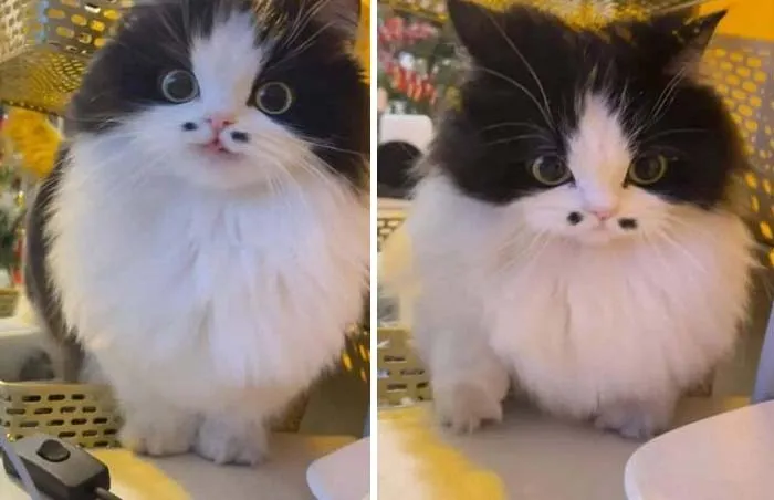 Shay Thanks For Bringing This One To My Attention. So Stinking Cute