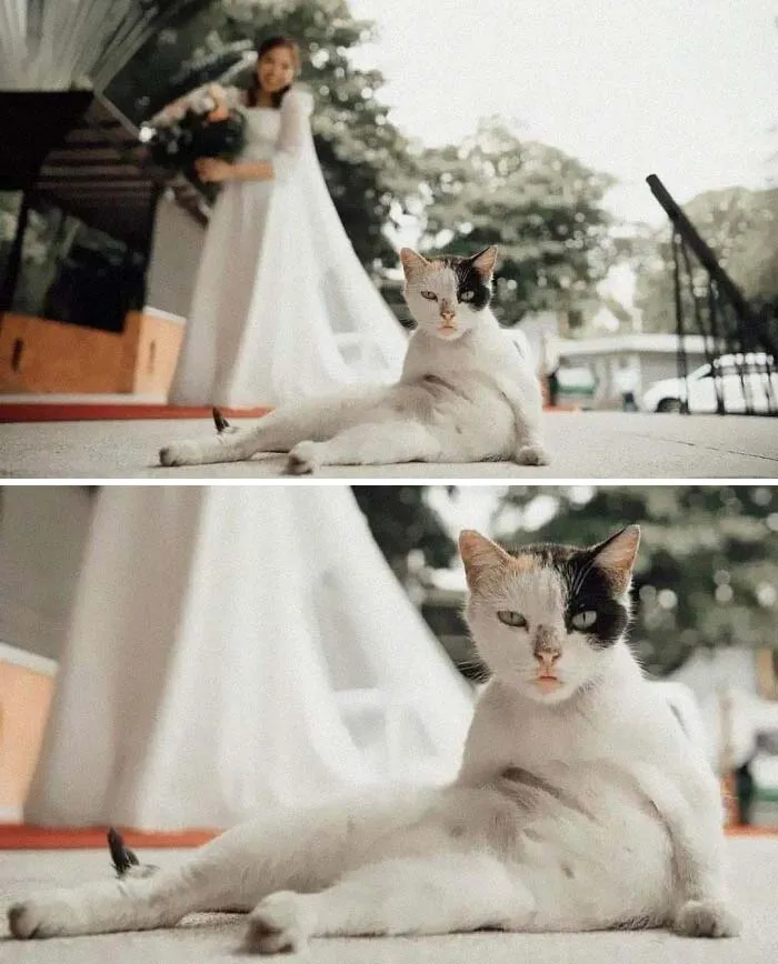 The Purr-Fect Wedding Photo With A Funny Cat Face