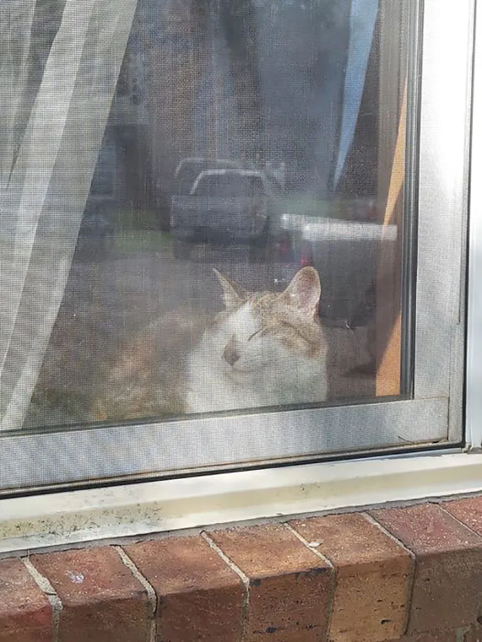 Snickers se quedó dormido junto a la ventana