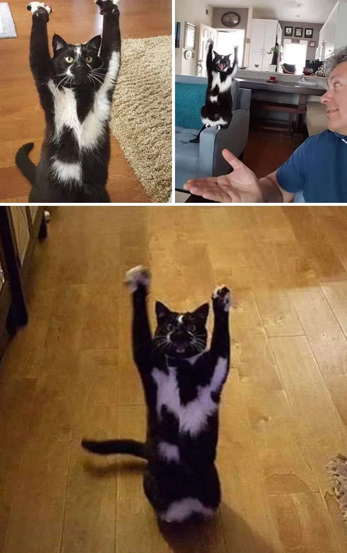 This Is 'Keys'. She Keeps Putting Her Paws In The Air And Nobody Knows Why
