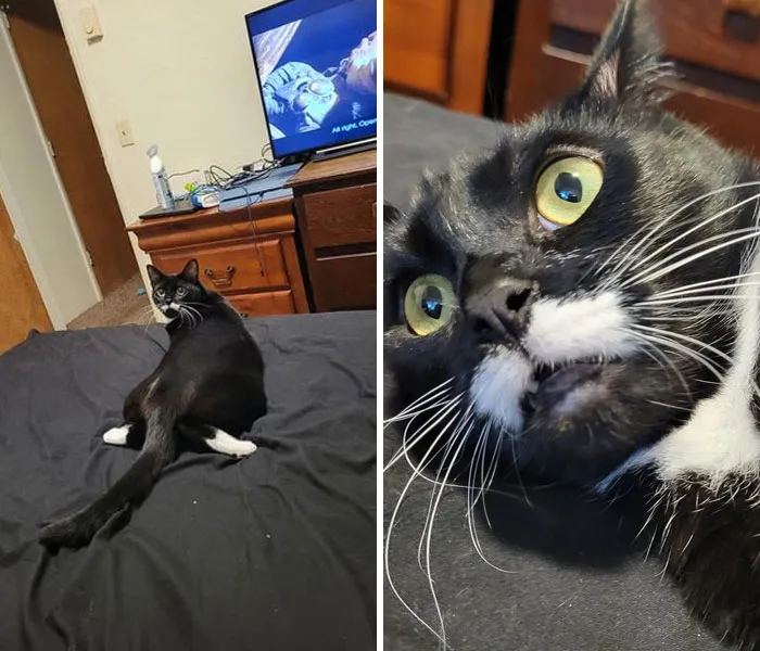Scared black and white cat looking at the camera 