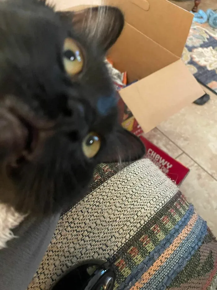 Derpy black cat looking at the camera 