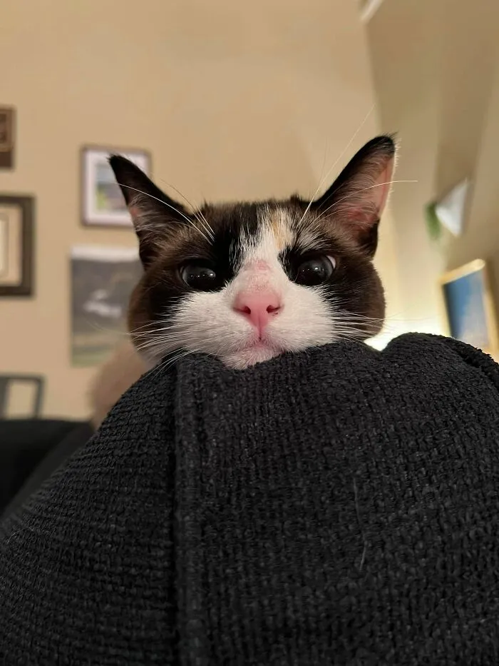 Lola Would Like Some Attention