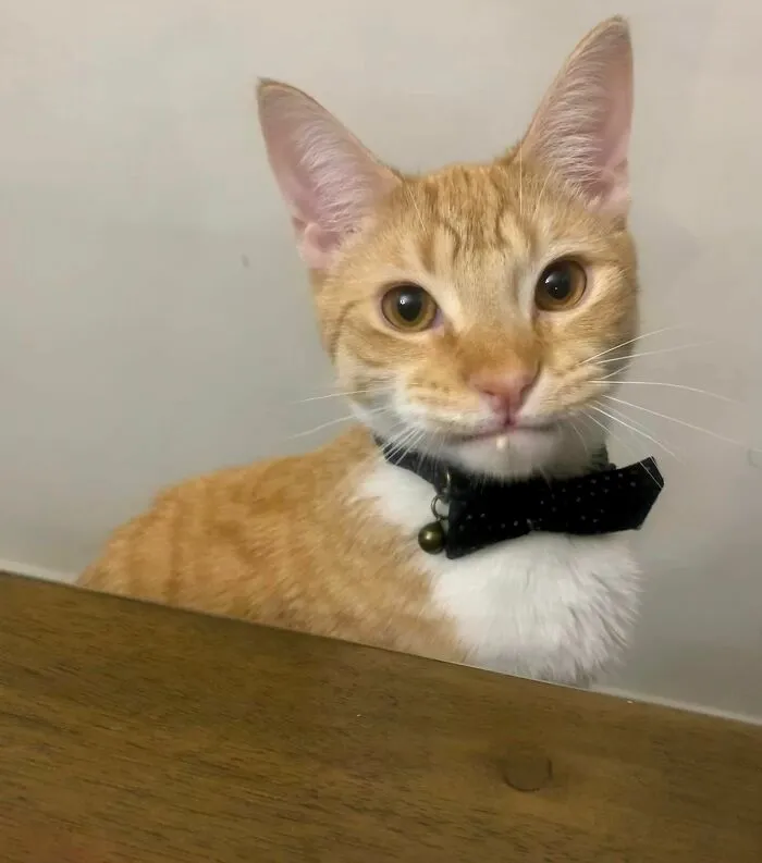 Ginger and white cat gentlemen 