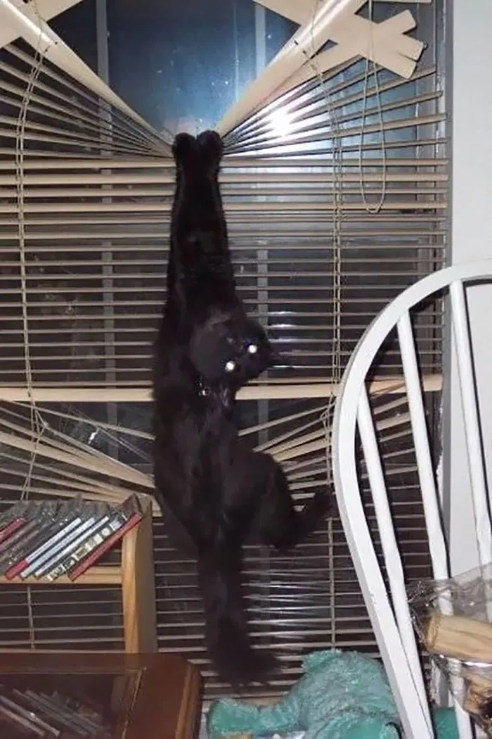 Funny Cat? I'm A Stunt Kitty!