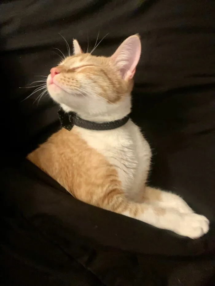 Dorito