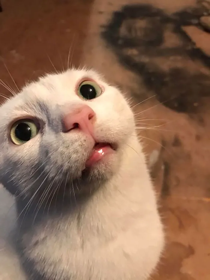 Surprised white cat looking to the roof 
