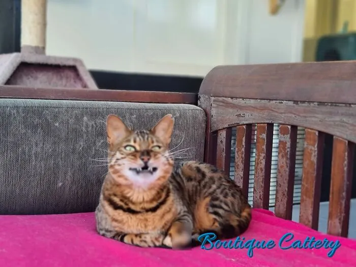 Laying cat and smiling 