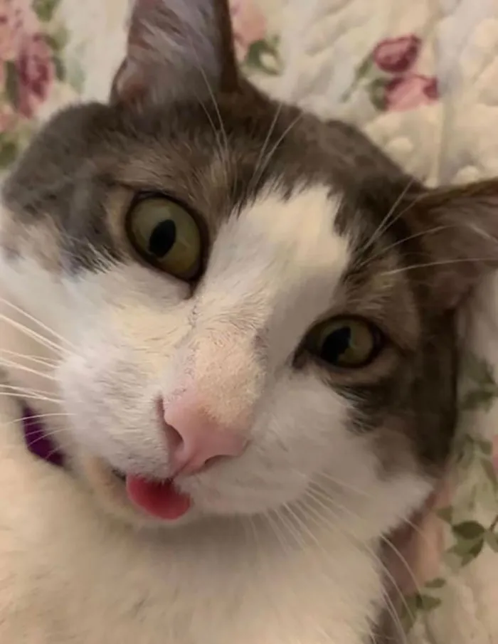 This Is Biscuit