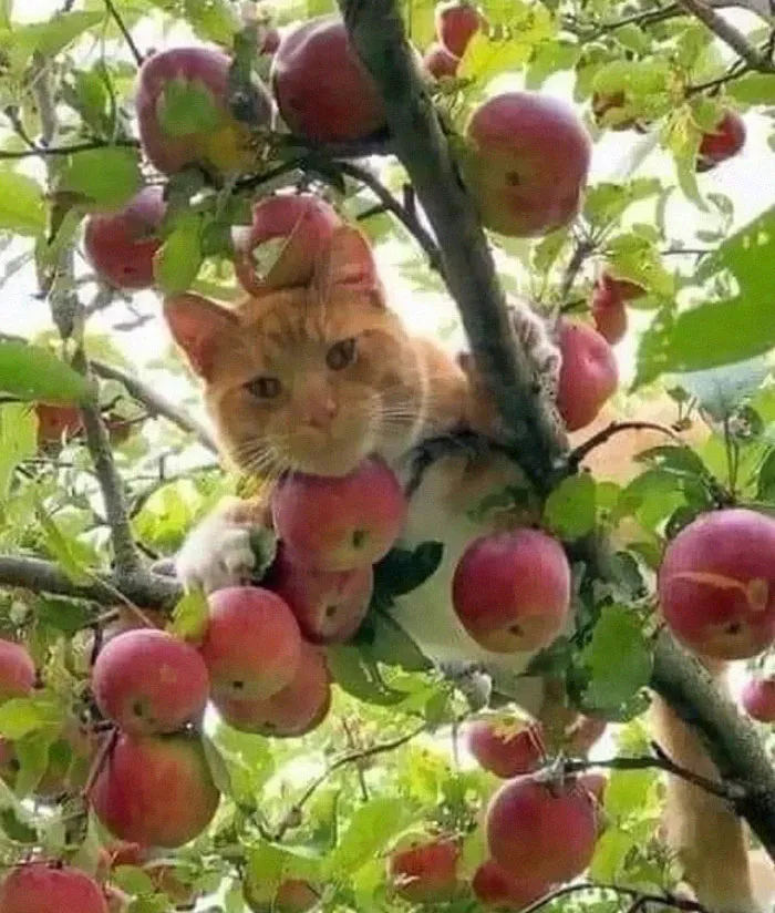 Sometimes You Find Great Things In Apple Trees  Photographer Unknown Stunt Cat Unknown But A Definite Hunk