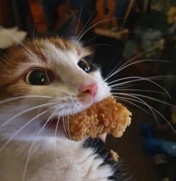 Mixed colored cat with a chicken nugget in mouth 