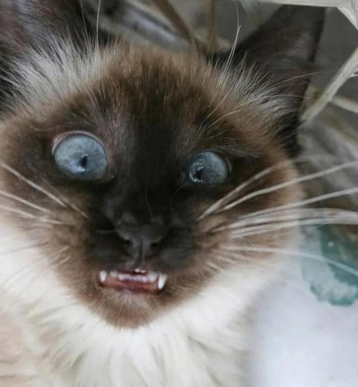 Teeeefs Meezer Teefs