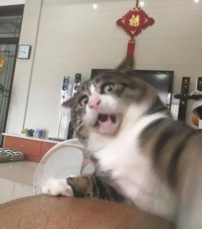 Funny Cat Face Of Shock