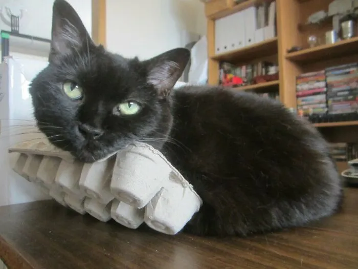 Black cat using egg box for his comforts 