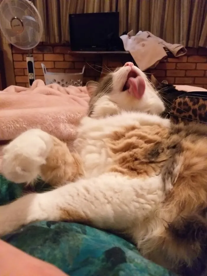 Mixed colors cat licking herself on the bed 