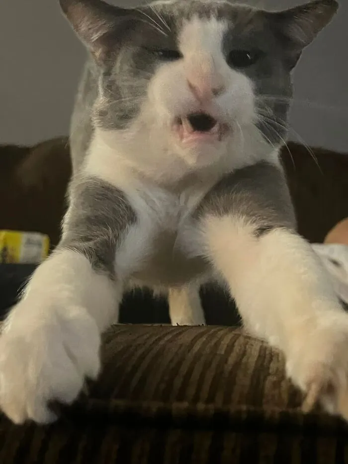 Angry cat tearing the sofa 