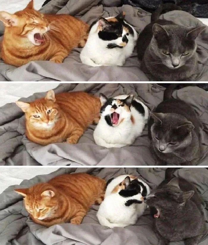 I Yawned While Looking At This. Dammit!