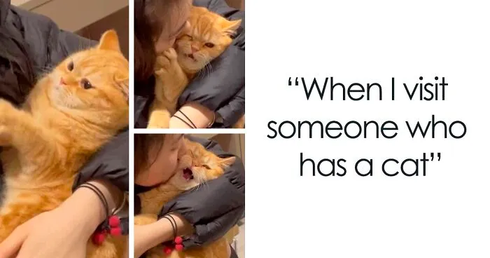 50 Times Felines Pulled a Funny Cat Face