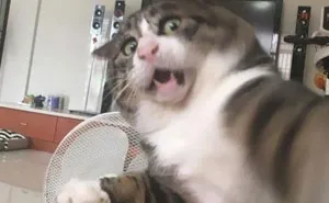 50 Times Felines Pulled a Funny Cat Face