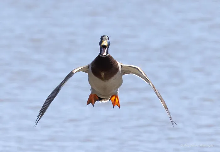 "El pato viene en caliente" por Gary Readore