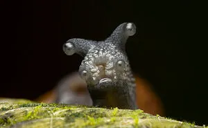 The Comedy Wildlife Photography Awards 2022 Present 15 Of The Funniest Entries So Far