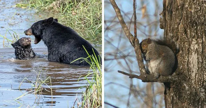 The Comedy Wildlife Photography Awards 2022 Present 15 Of The Funniest Entries So Far