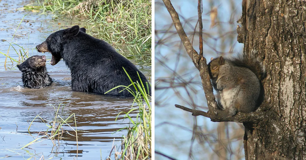 Los premios de fotografía Comedy Wildlife 2022 presentan 15 de las fotos más divertidas por ahora