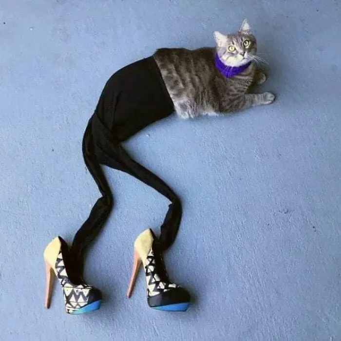 25 Funny Cats Wearing Tights