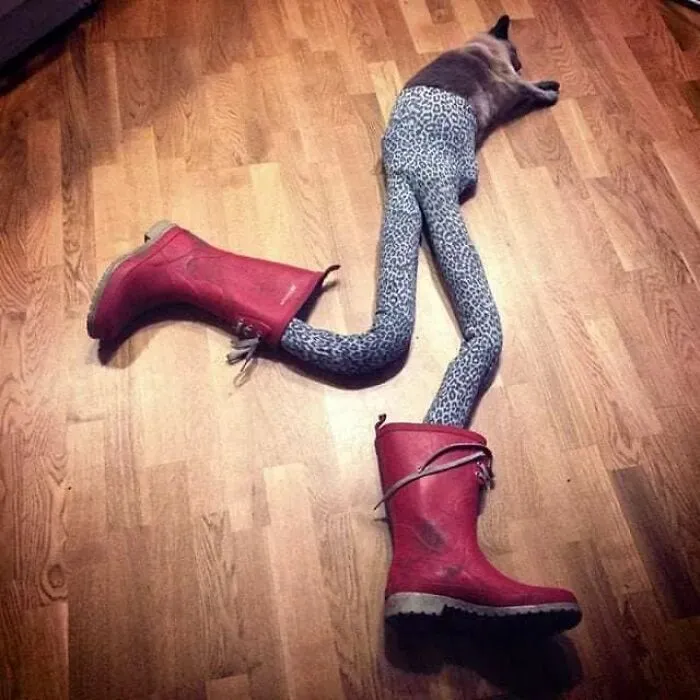 25 Funny Cats Wearing Tights