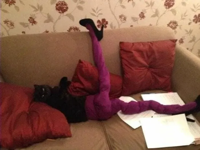 25 Funny Cats Wearing Tights