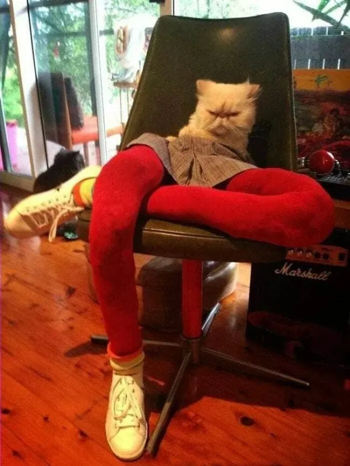 25 Funny Cats Wearing Tights