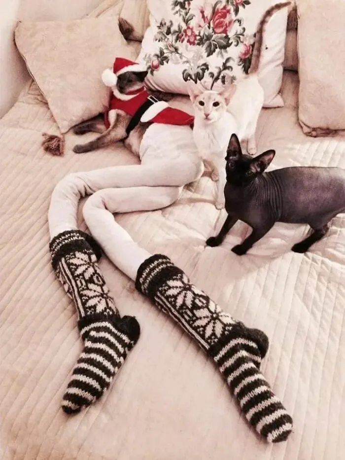 25 Funny Cats Wearing Tights