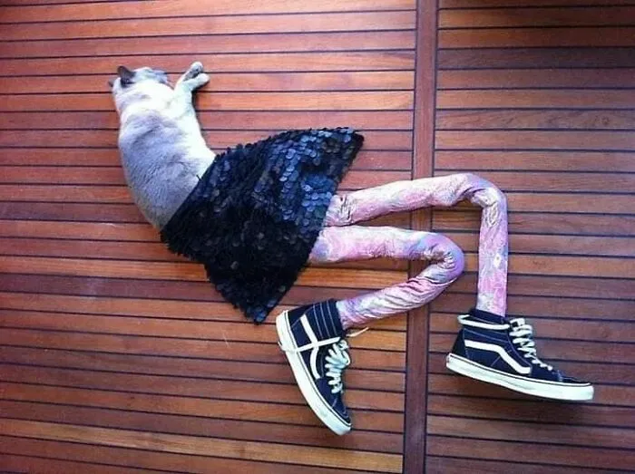 25 Funny Cats Wearing Tights