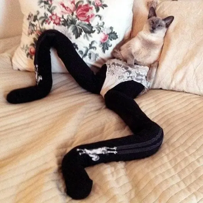 25 Funny Cats Wearing Tights