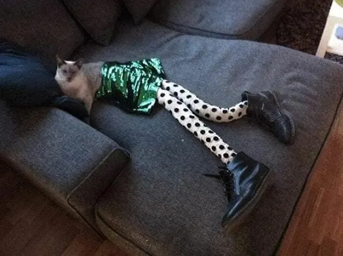 25 Funny Cats Wearing Tights