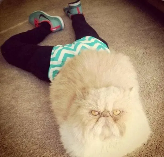 25 Funny Cats Wearing Tights
