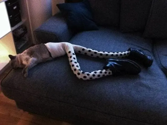25 Funny Cats Wearing Tights