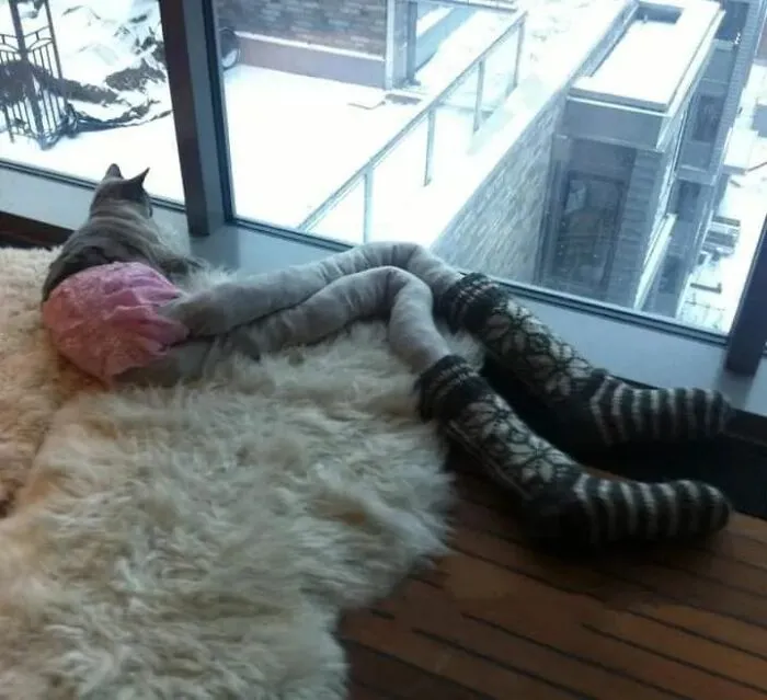 25 Funny Cats Wearing Tights