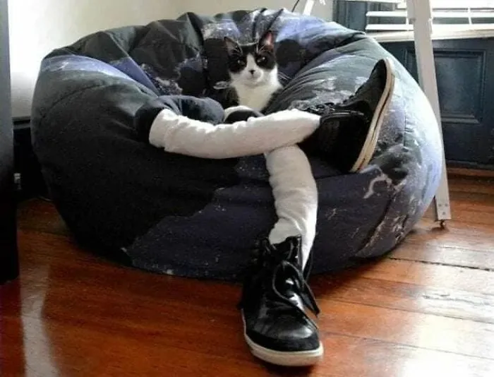 25 Funny Cats Wearing Tights
