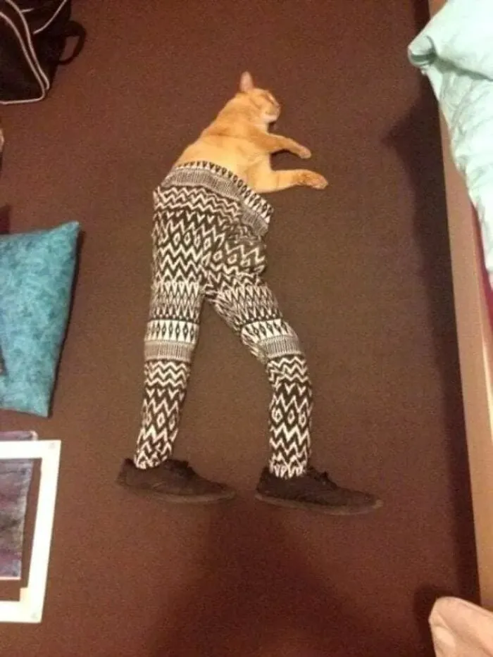 25 Funny Cats Wearing Tights