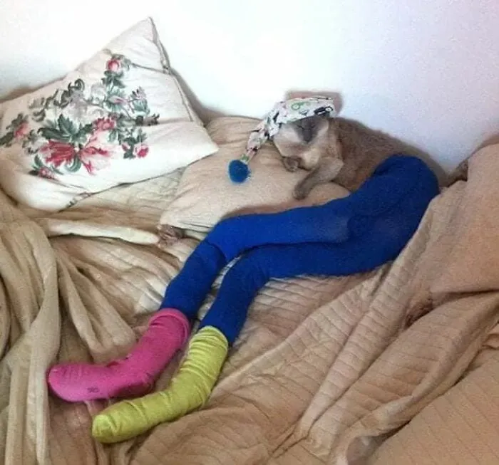 25 Funny Cats Wearing Tights
