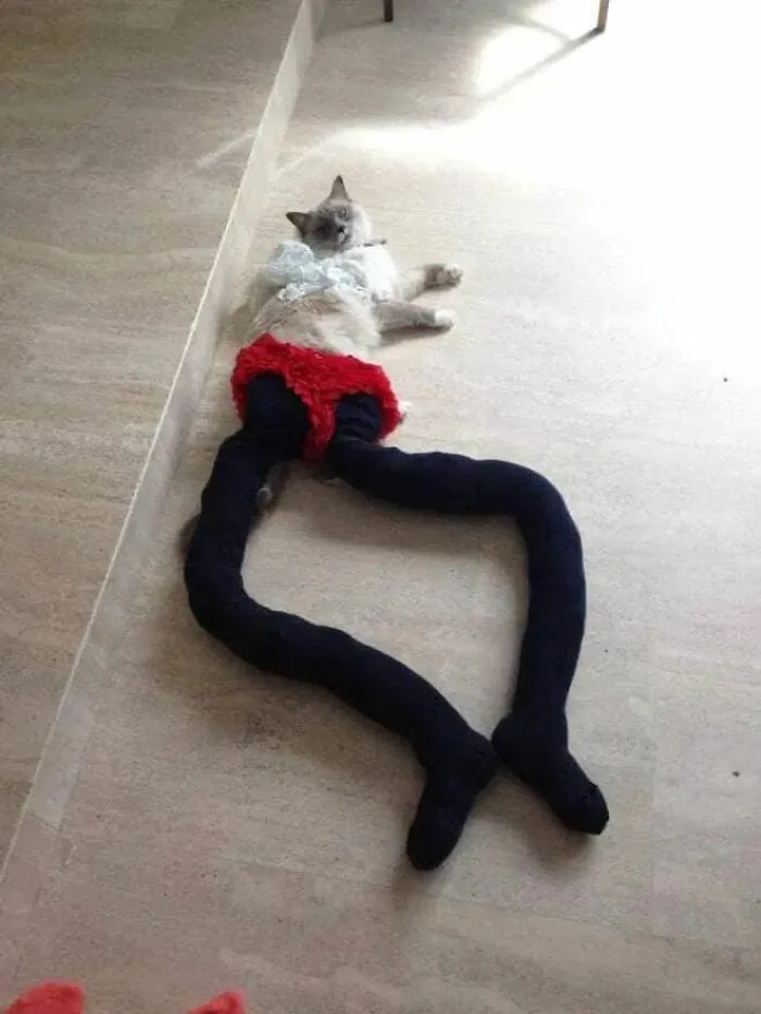 25 Funny Cats Wearing Tights