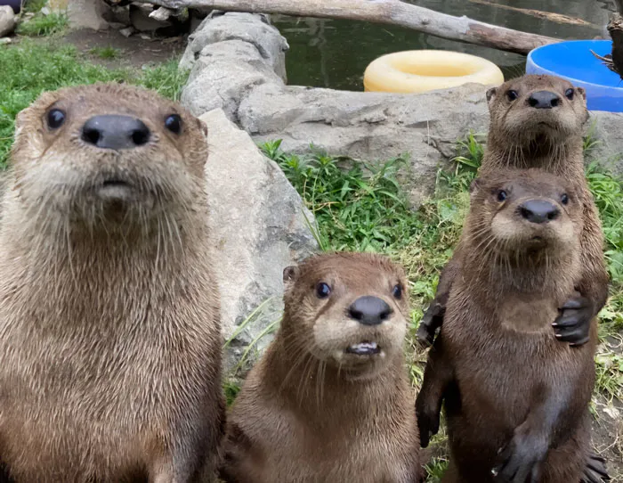 Four otters standing together, looking curiously at the camera.