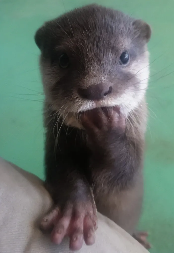 Bebé nutria