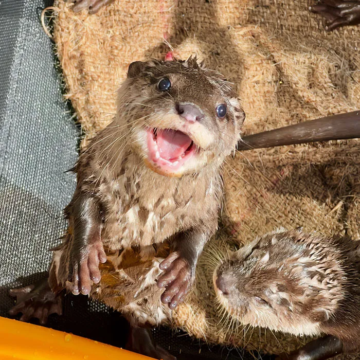 Wet otter with open mouth standing on burlap, another otter nearby, showcasing the cuteness of otters.